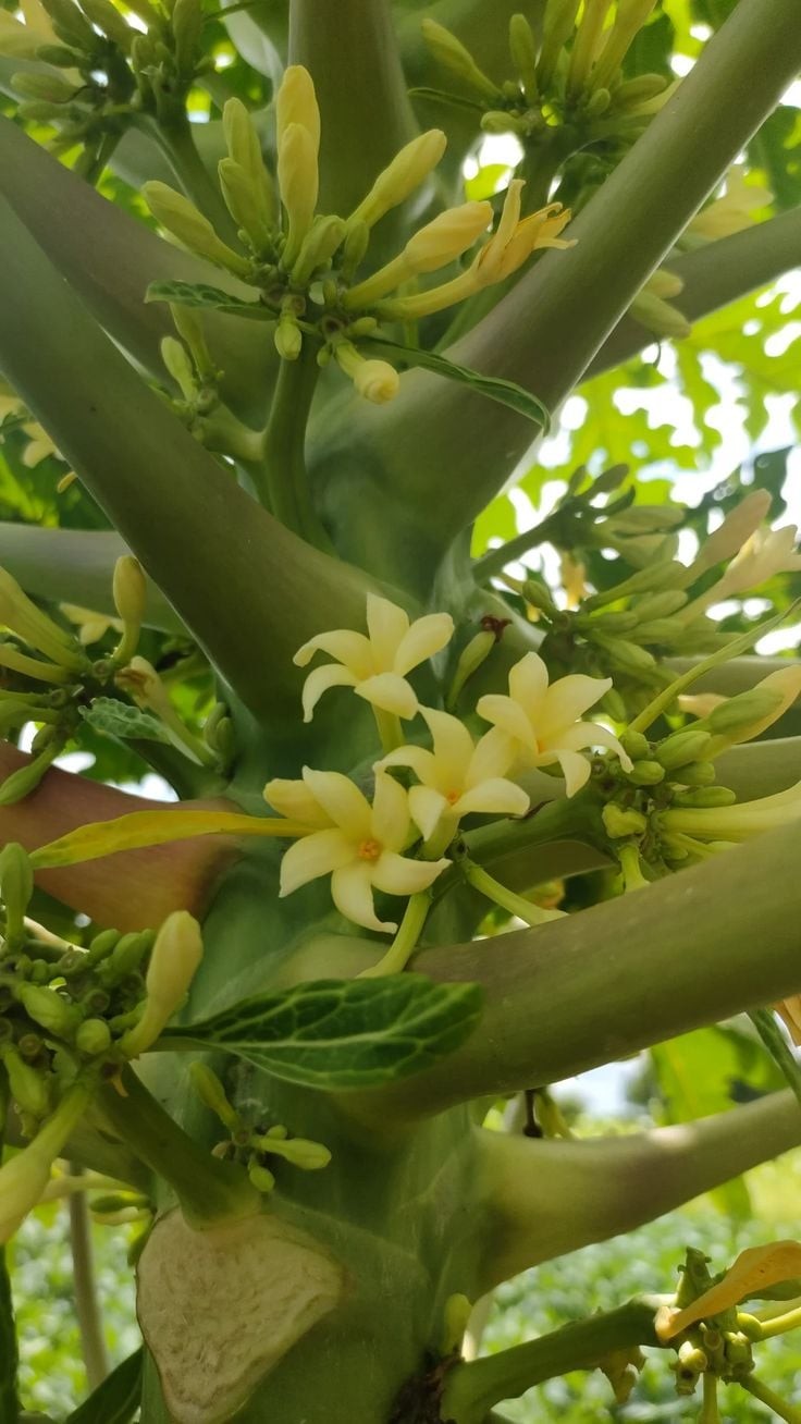 Hoa đu đủ được xem là một dược liệu nhiều người tin tưởng nhưng đừng chủ quan