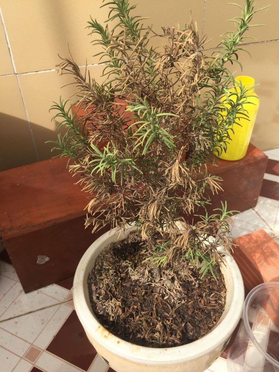 Cây cối chết hàng loạt báo hiệu điềm xấu
