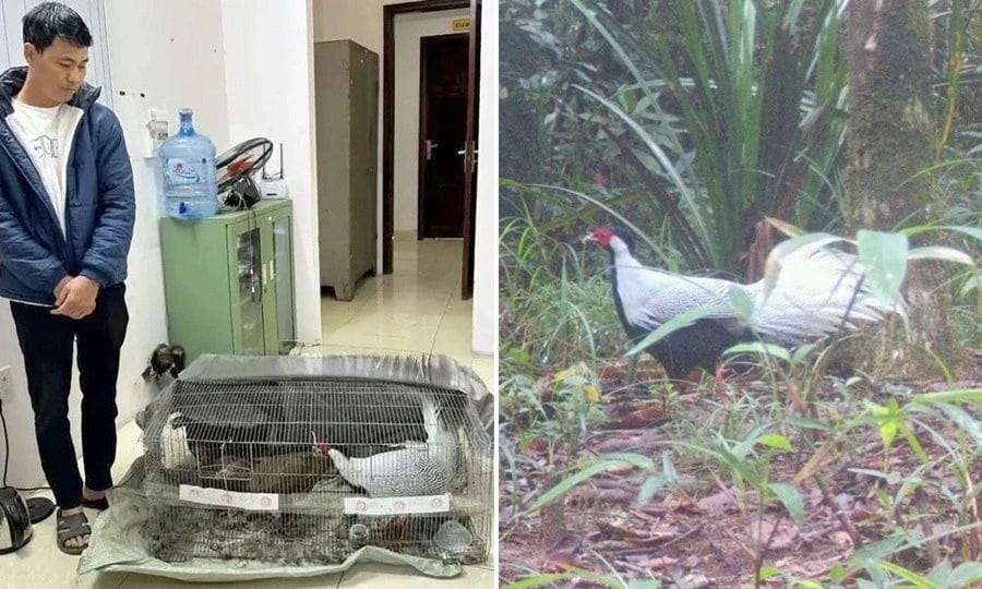 Thành thuê người vận chuyển từ Nghệ An ra tỉnh Thái Bình cũ với chi phí hơn 5 triệu đồng.