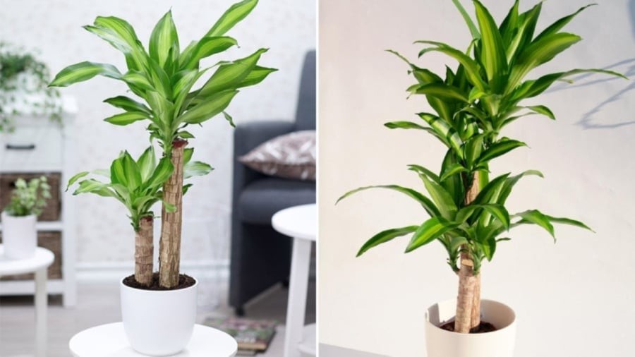 Cây thiết mộc lan