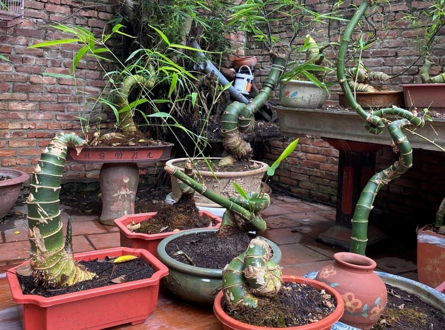 Một số tác phẩm được giới chơi cây cảnh săn lùng có giá tới 70 – 80 triệu đồng