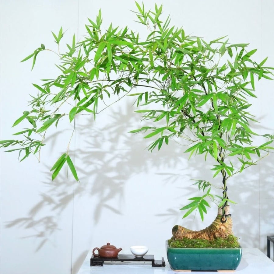 Ngày nay, tre không còn bó hẹp trong hình ảnh lũy tre đầu làng. Dưới bàn tay khéo léo của nghệ nhân, tre được tạo dáng, thu nhỏ trong những chậu bonsai độc đáo