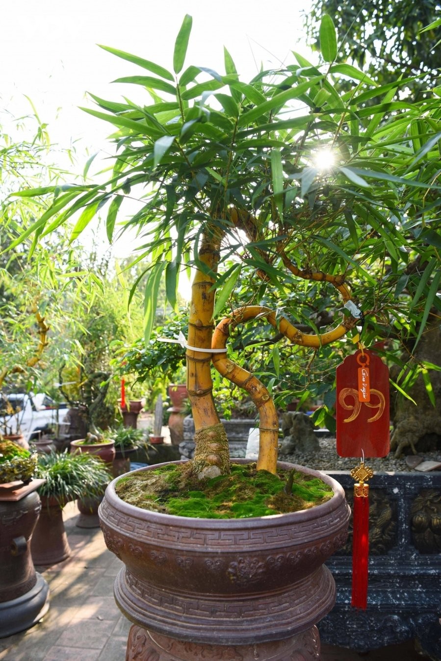 Một chậu bonsai tre đặt trong nhà không chỉ gợi nhớ về tuổi thơ, về luỹ tre làng, mà còn tạo sự cân bằng trong không gian đô thị chật chội