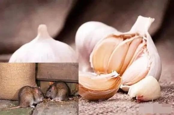Tỏi có mùi nồng mà chuột rất ghét.
