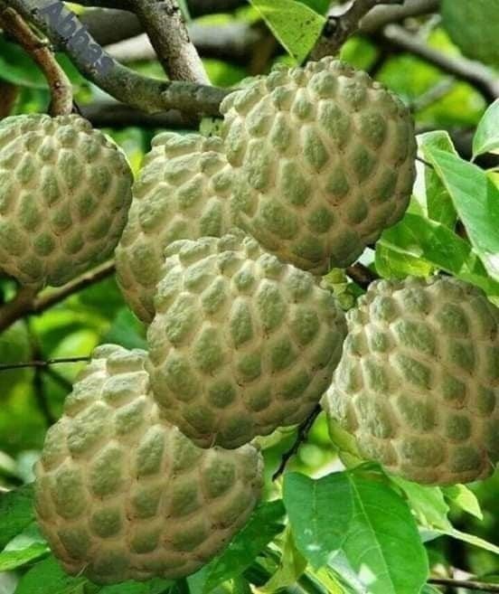Na đang vào mùa chín rộ