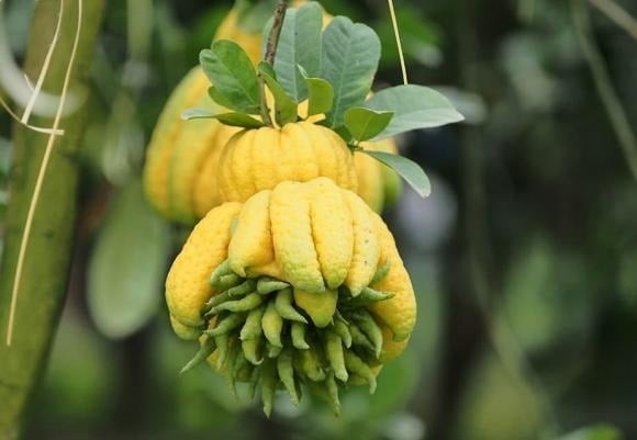 Phật thủ không chỉ nổi bật với hình dáng độc đáo giống bàn tay Phật ban phúc mà còn là biểu tượng tâm linh mang ý nghĩa bình an và trường thọ.