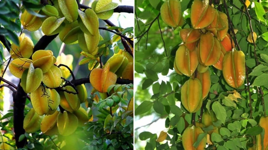 Trồng cây khế trước nhà không chỉ có tác dụng làm cảnh, lấy bóng mát, cho quả ăn mà còn có ý nghĩa tốt cho phong thủy, giúp thu hút tài lộc.