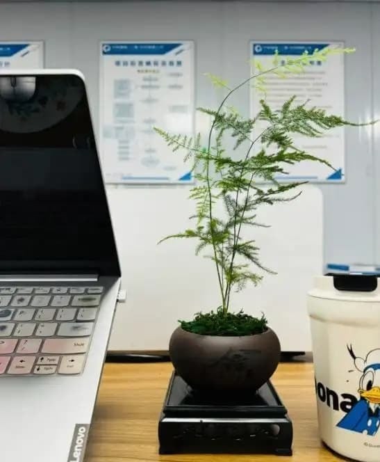 Các tầng lá rậm rạp của măng tây có thể che khuất tới hơn 40% ánh sáng tự nhiên.