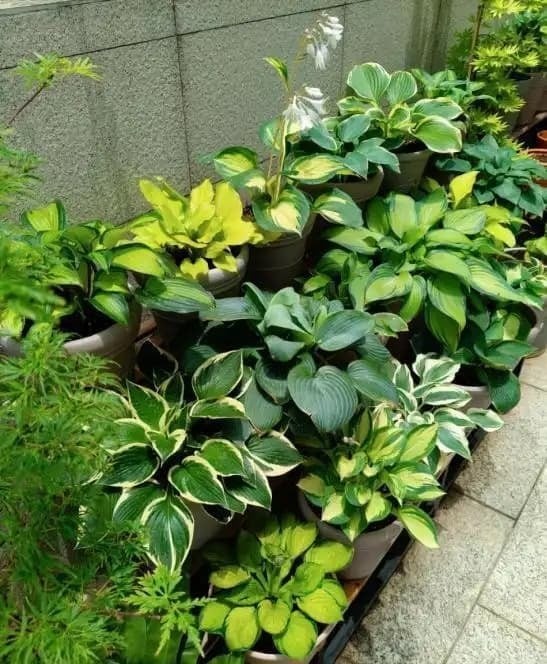Cây hosta vốn ưa ẩm và thường mọc dưới tán cây hay góc vườn râm mát.