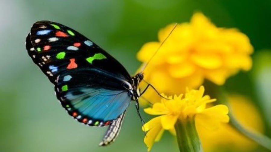 Bướm vào nhà là ông bà tổ tiên hiển linh