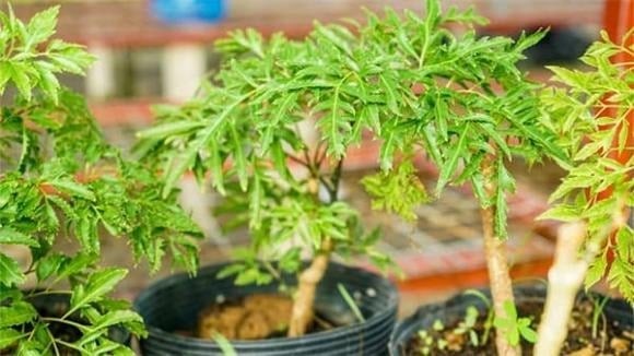 Theo chuyên gia phong thủy, cây đinh lăng nên đặt ở hướng Đông hoặc Đông Nam – đại diện cho cung Tài Lộc và cung Gia Đạo. 