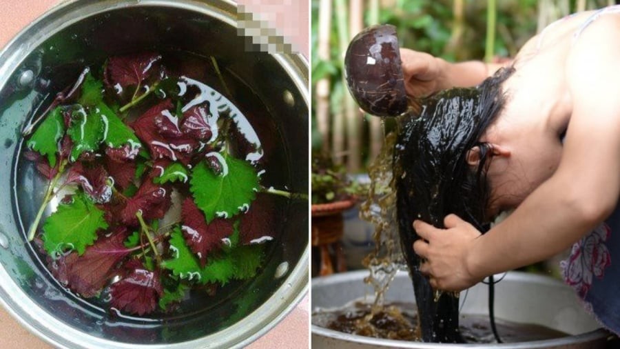 Gội đầu bằng nước lá tía tô giúp tóc chắc khỏe, giảm rụng, kích thích mọc tóc.