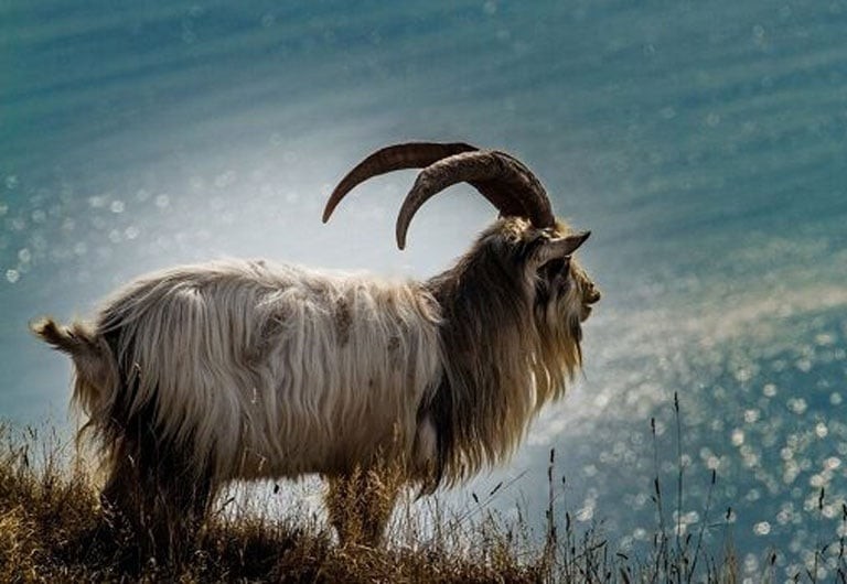 Tuổi Mùi may mắn 100 ngày tới