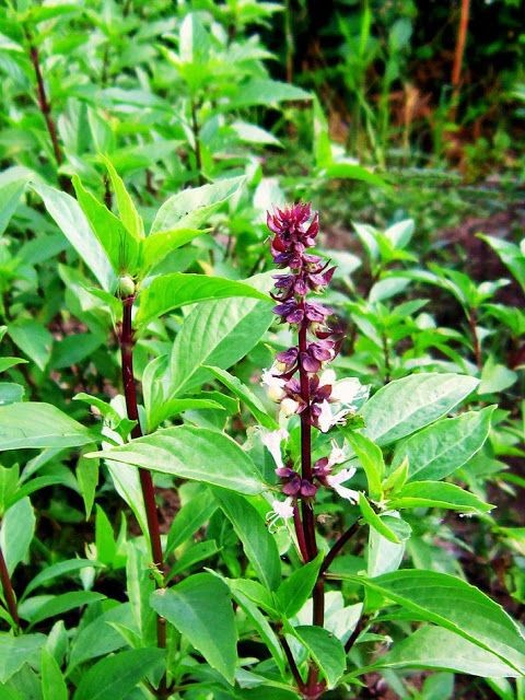 Cây húng quế mang ý nghĩa phong thủy tốt lành