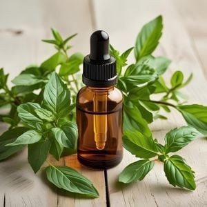 Húng quế nhiều công dụng với sức khỏe