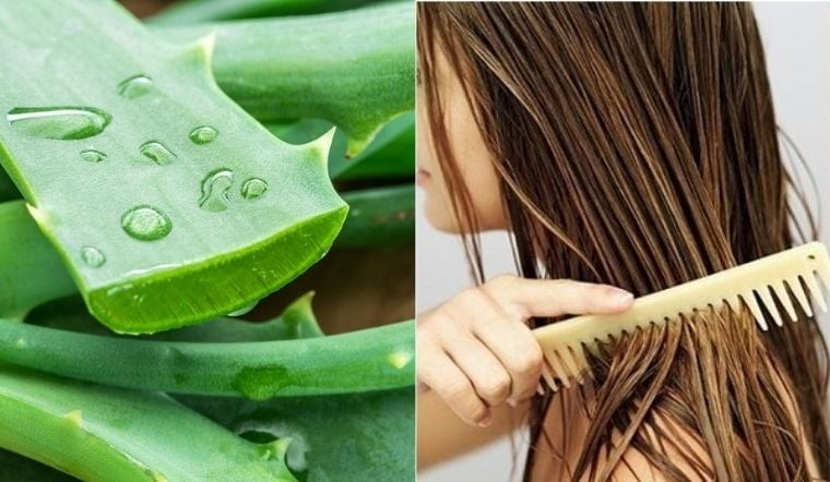 Nha đam vốn được xem là “thần dược” của sắc đẹp nhờ đặc tính dưỡng ẩm và hàm lượng dưỡng chất dồi dào.