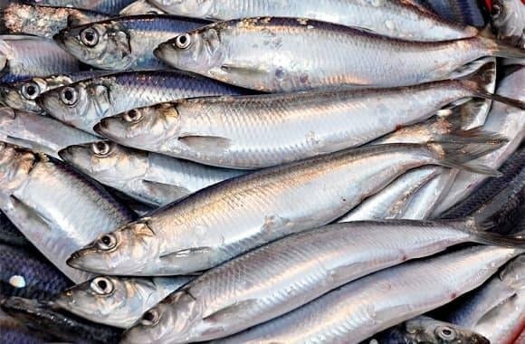 Giá cá trích rất phải chăng, chỉ từ 60.000–90.000 đồng/kg.