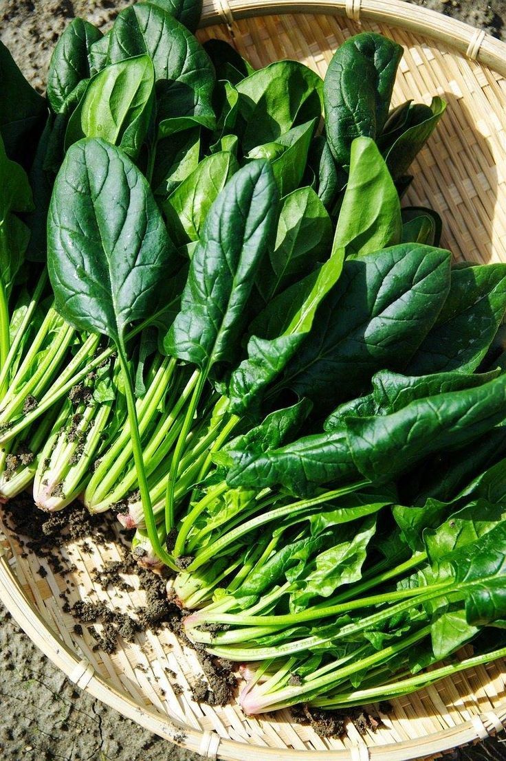 Cải bó xôi tốt cho thị lực