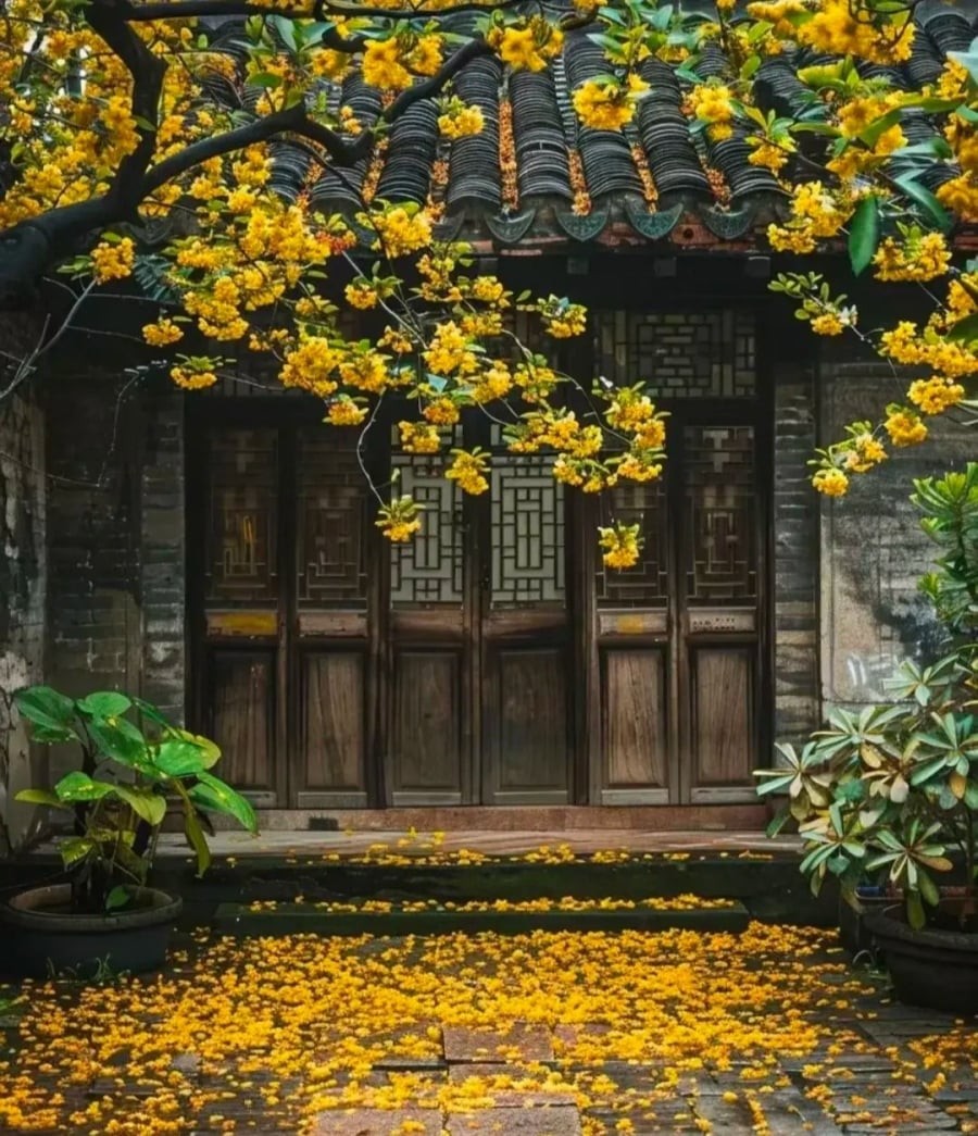 4 cây chiêu tài trước cửa, 3 cây giữ của sau nhà: Là những cây nào?