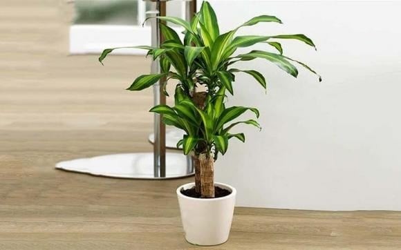 Cây hạnh phúc không chỉ là vật trang trí mà còn giúp cải thiện chất lượng không khí nhờ khả năng hấp thụ formaldehyde, khói thuốc và các chất độc hại khác.