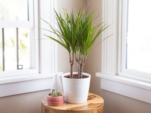 Cây kim tiền là biểu tượng của tài lộc với lá xanh mướt, căng tràn sức sống.
