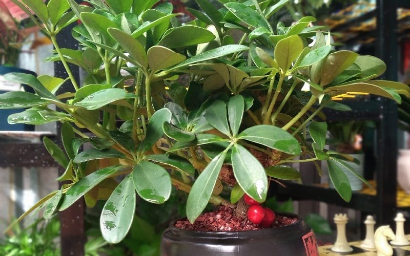 Cây ngũ gia bì