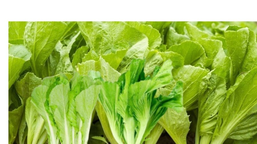 Cải bẹ xanh giàu dinh dưỡng