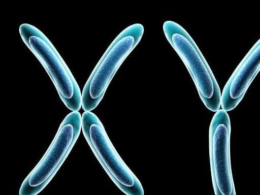 Người mẹ có hai nhiễm sắc thể X, trong khi người cha chỉ có một, nên khả năng truyền gen thông minh từ mẹ sang con thường cao hơn.