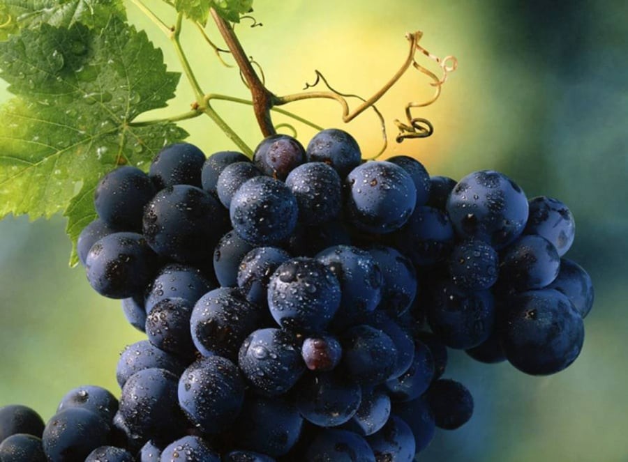 Nho, đặc biệt là nho đỏ và nho tím, nổi tiếng với hợp chất resveratrol – chất chống oxy hóa mạnh giúp bảo vệ thận và giảm tổn thương do oxy hóa