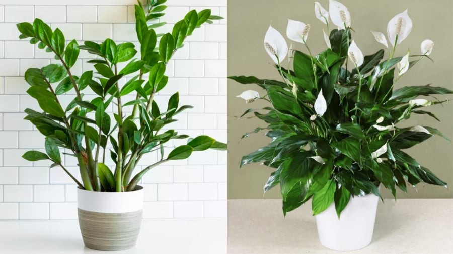 Cây kim tiền, cây lan ý là những loại cây phù hợp với người mệnh Thủy.