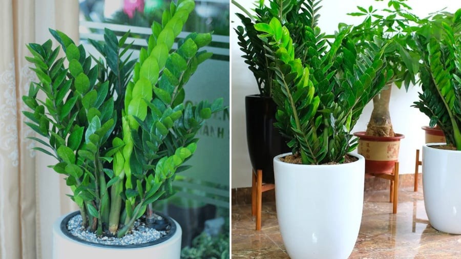 Gia chủ có thể đặt cây kim tiền trong phòng khách.