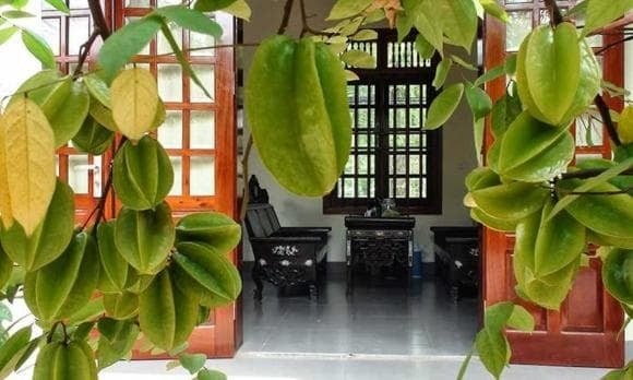 Từ bao đời nay, cây khế đã trở thành hình ảnh quen thuộc trong đời sống người Việt.