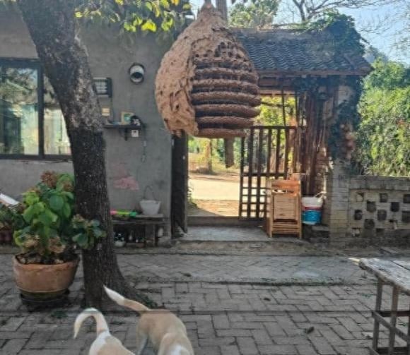 Từ xa xưa, ong làm tổ trước hiên nhà thường được xem là biểu tượng của sự ấm no, hạnh phúc.