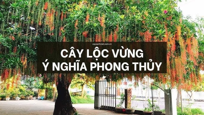 cay