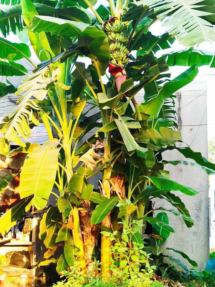 Cây chuối trồng sau nhà sẽ mang lại ý nghĩa hơn