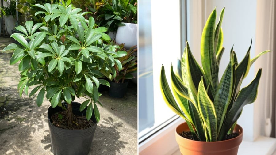 Cây ngũ gia bì (bên trái) và cây lưỡi hổ là những cây cảnh hợp với người mệnh Thổ.