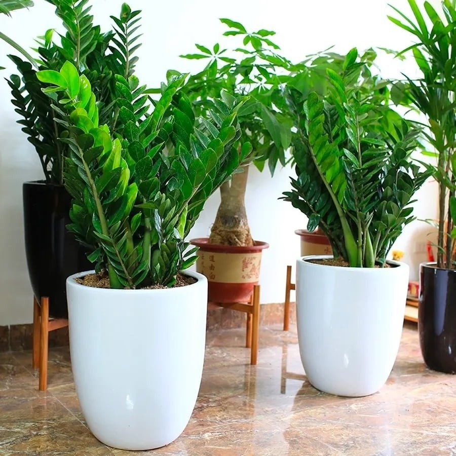 Cây kim tiền thể hiện sự phú quý, giàu sang, tiền bạc ngập tràn.