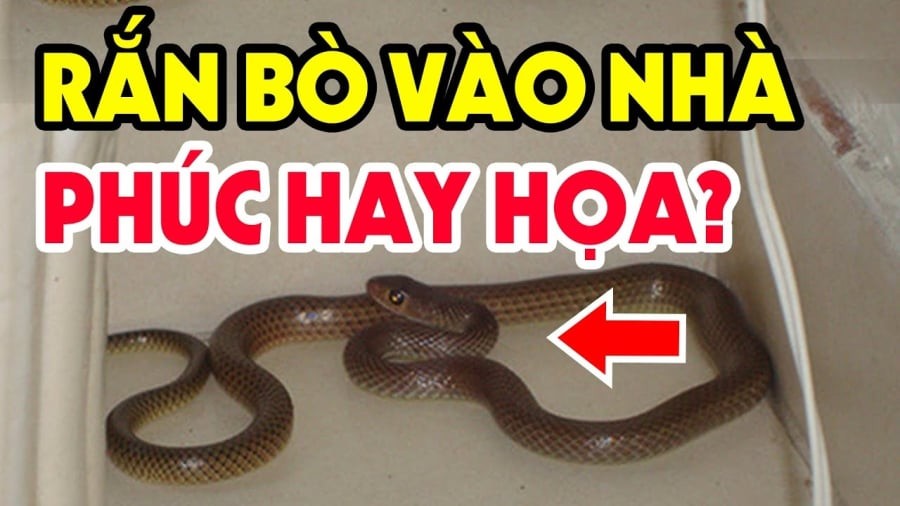 Từ xa xưa, rắn luôn là loài vật mang ý nghĩa tâm linh mạnh mẽ. 