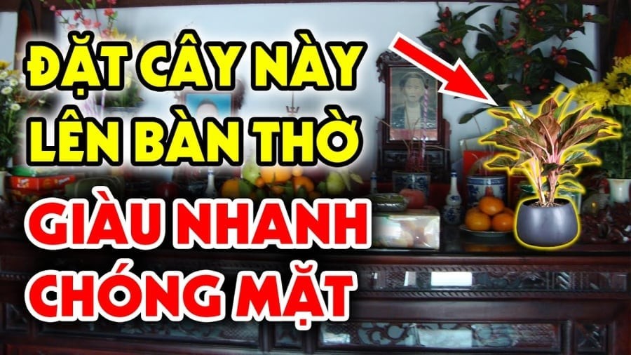 Đặt cây lên bàn thờ hút lộc