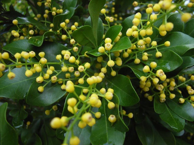 Cây hoa ngâu mang lại bình an