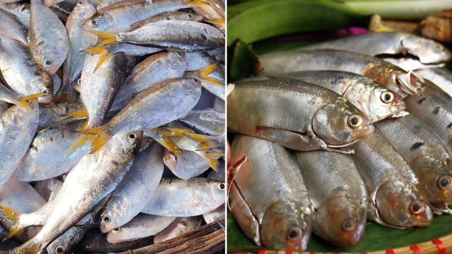 Cá mòi chứa nhiều chất dinh dưỡng có lợi cho sức khỏe tim mạch.