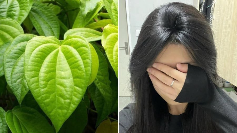 Bạn có thể sử dụng lá trầu không để chăm sóc tóc, giúp giảm rụng tóc, kích thích mọc tóc.