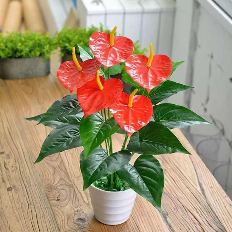 Cây hồng môn có màu đỏ nên đặt ở phía Nam