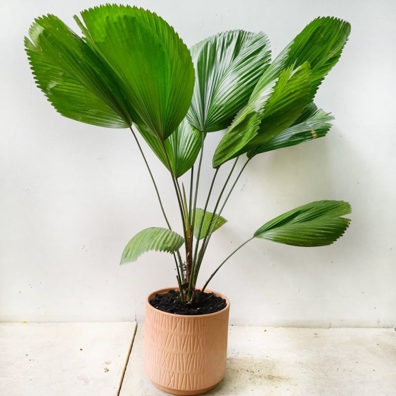 Cây cọ Nhật