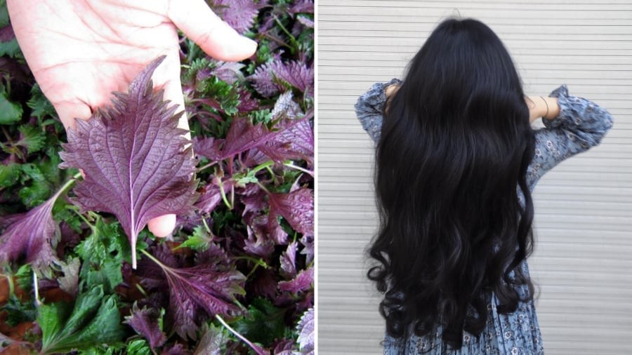 Dùng nước lá tía tô để gội đầu mang lại lợi ích trong việc giảm rụng tóc, kích thích mọc tóc.