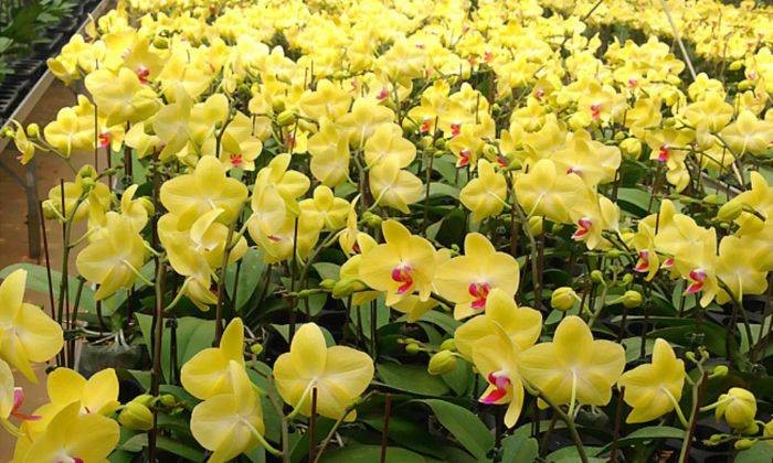 Đặt lan hồ điệp màu vàng ở phía Tây, Tây Bắc