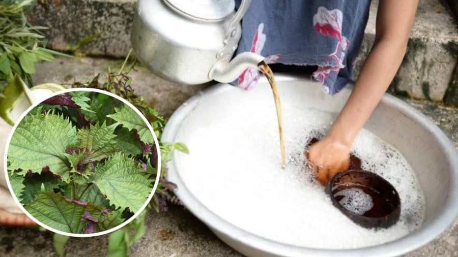 Vò nát nắm lá này đem gội đầu: Mùi thơm tự nhiên, hết ngứa da đầu, tóc con mọc tua tủa