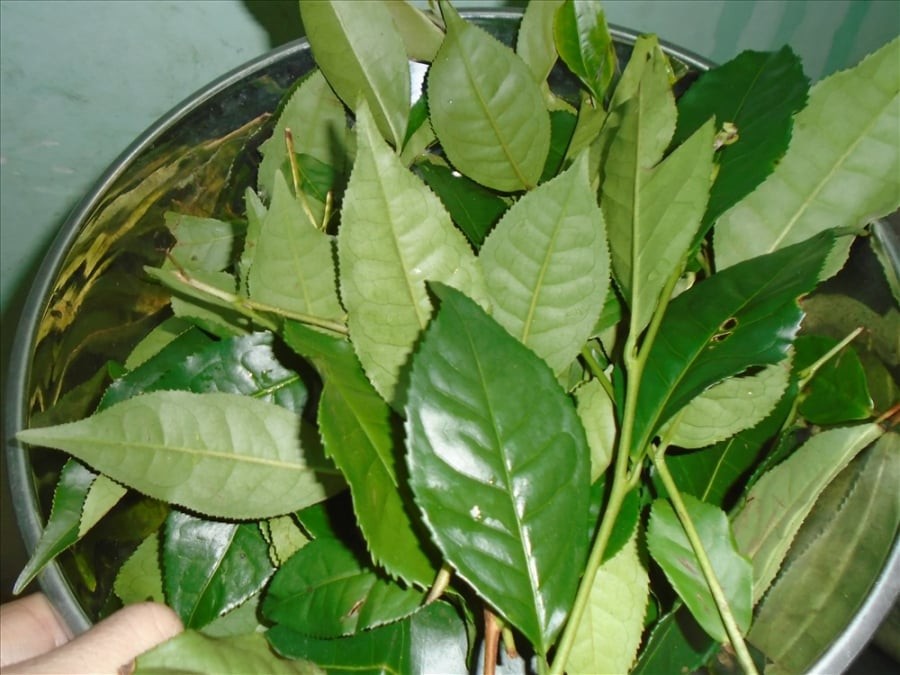 Lá trà xanh có đặc tính chống oxy hóa cực tốt