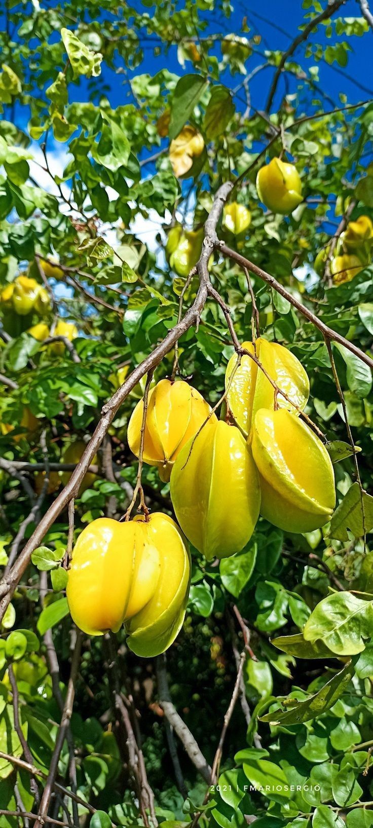 Cây khế mang ý nghĩa gần gũi với đời sống người Việt