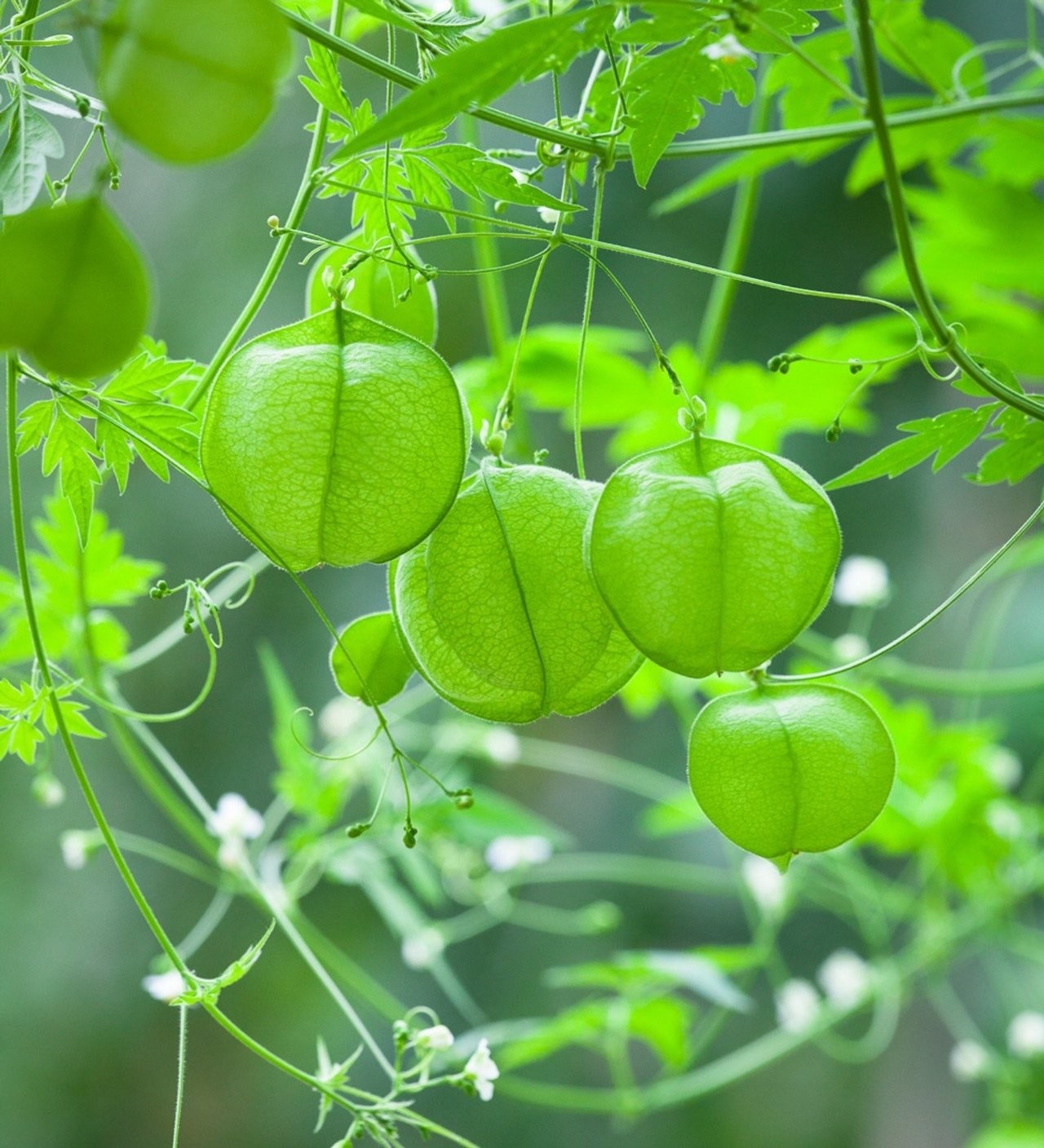 Dây leo bóng bay, nhẹ nhàng đung đưa trong gió, như những quả bóng nhỏ này ánh lên màu xanh đầy sức sống.